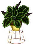 绿植水彩插画