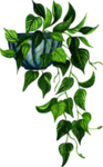 绿萝插画