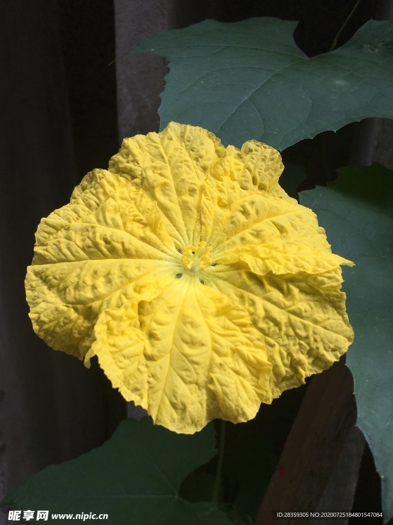 丝瓜花 花 花朵 黄色