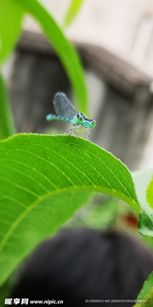 蜻蜓