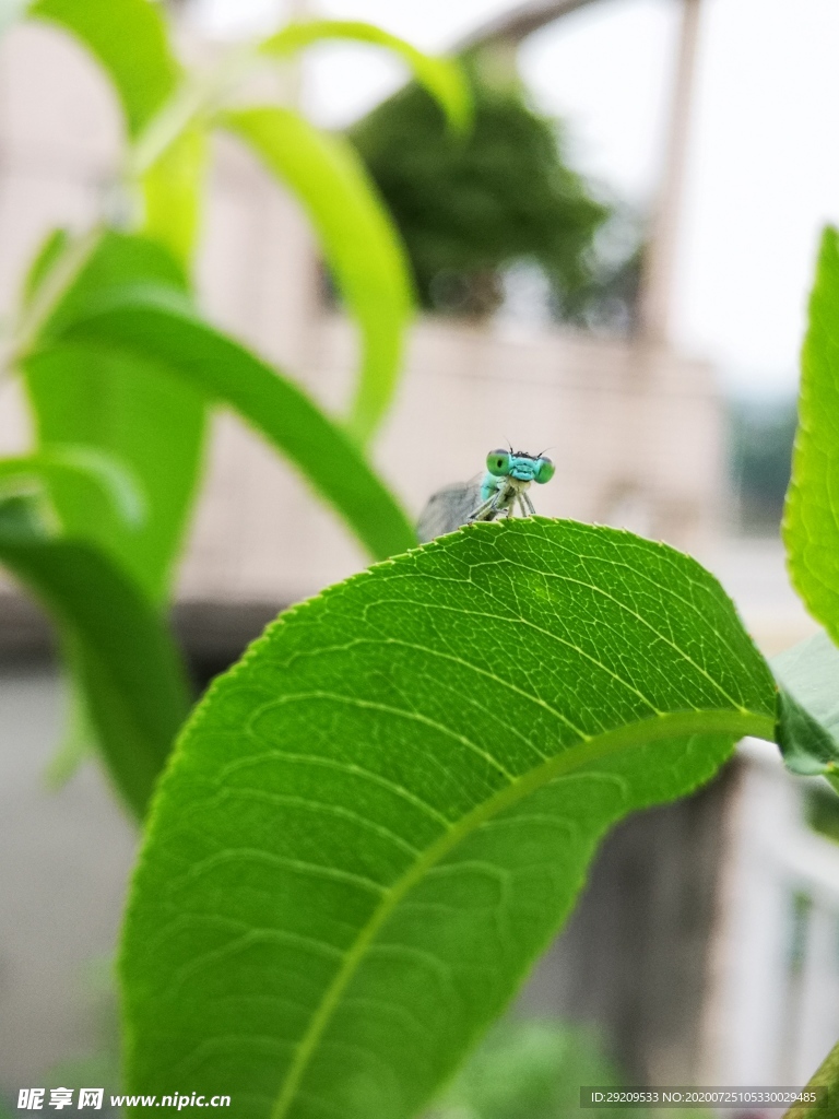 蜻蜓