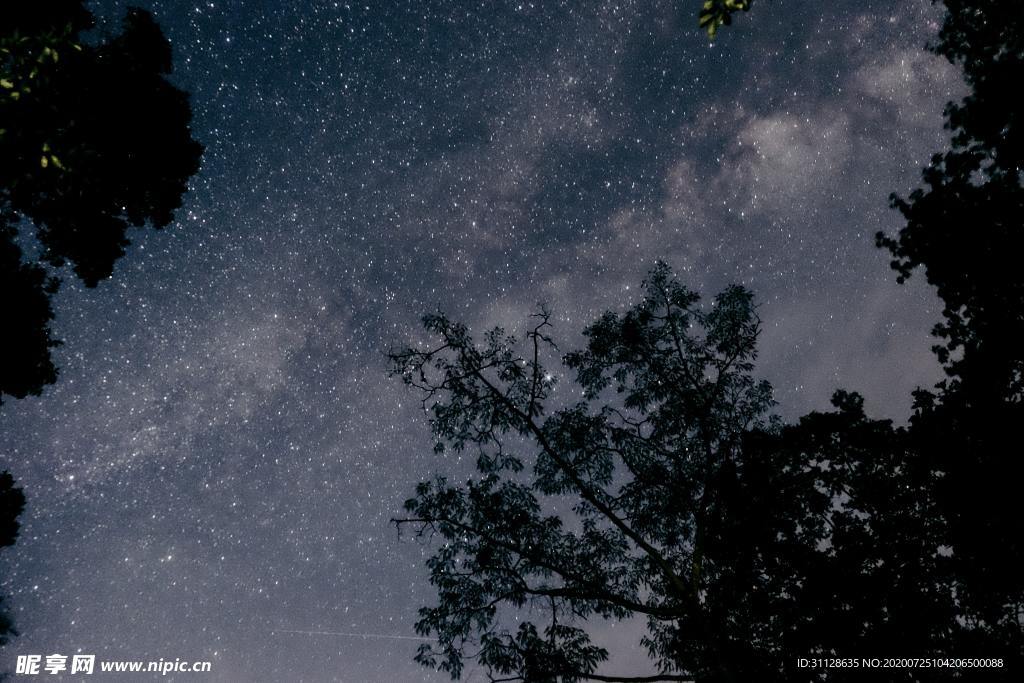 星空 树木