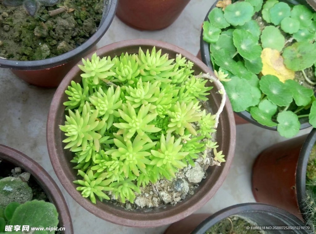 黄金草