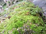 苔藓