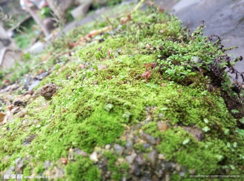 苔藓