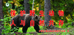 保护野生动物