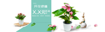 绿植 花