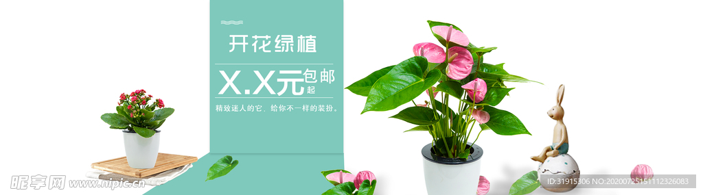绿植 花