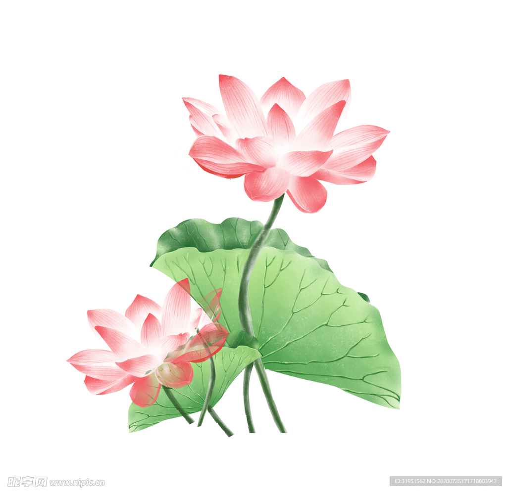 荷花