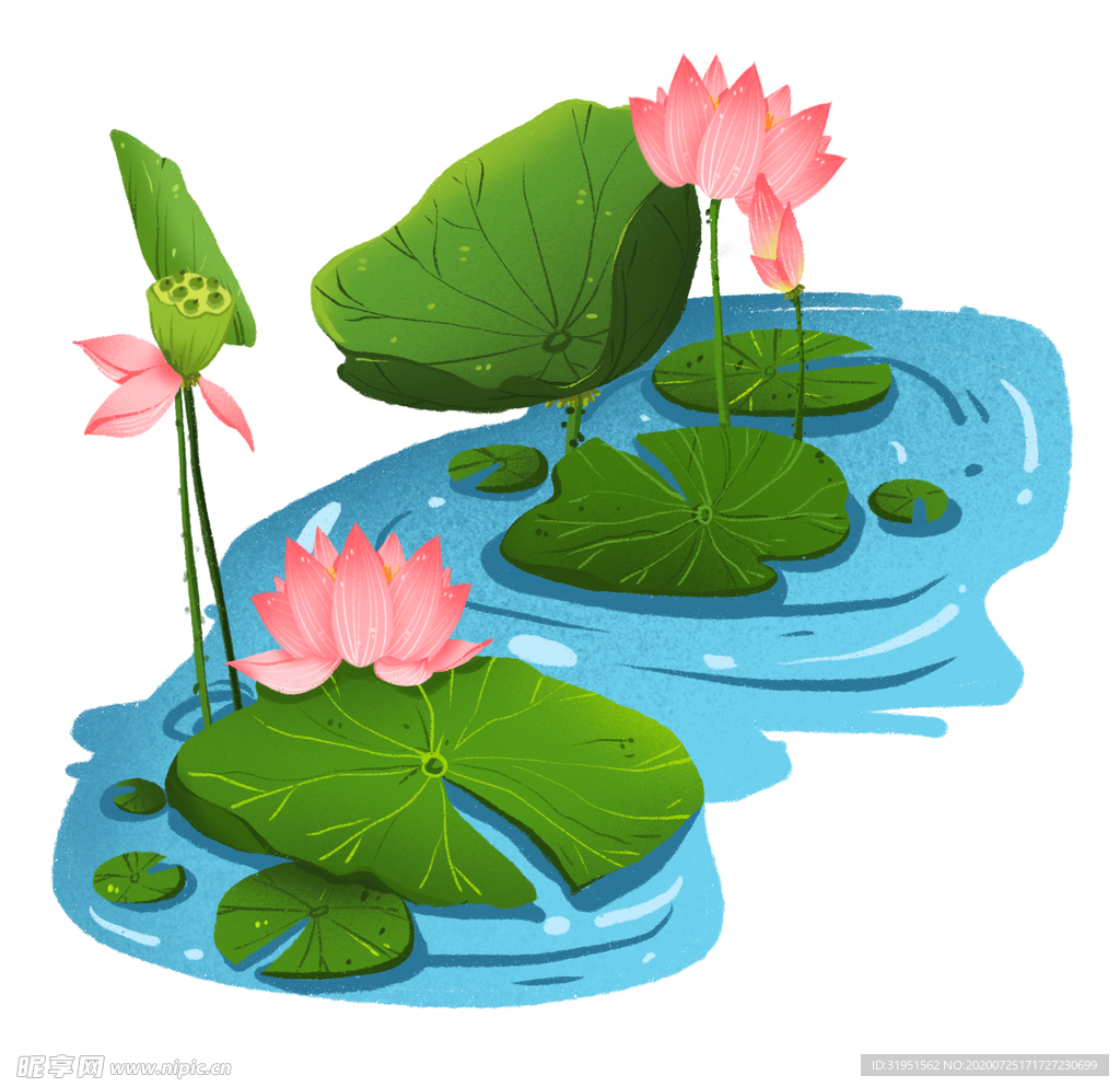荷花