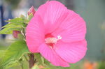 芙蓉葵