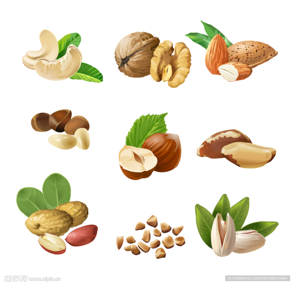 手绘核仁插画