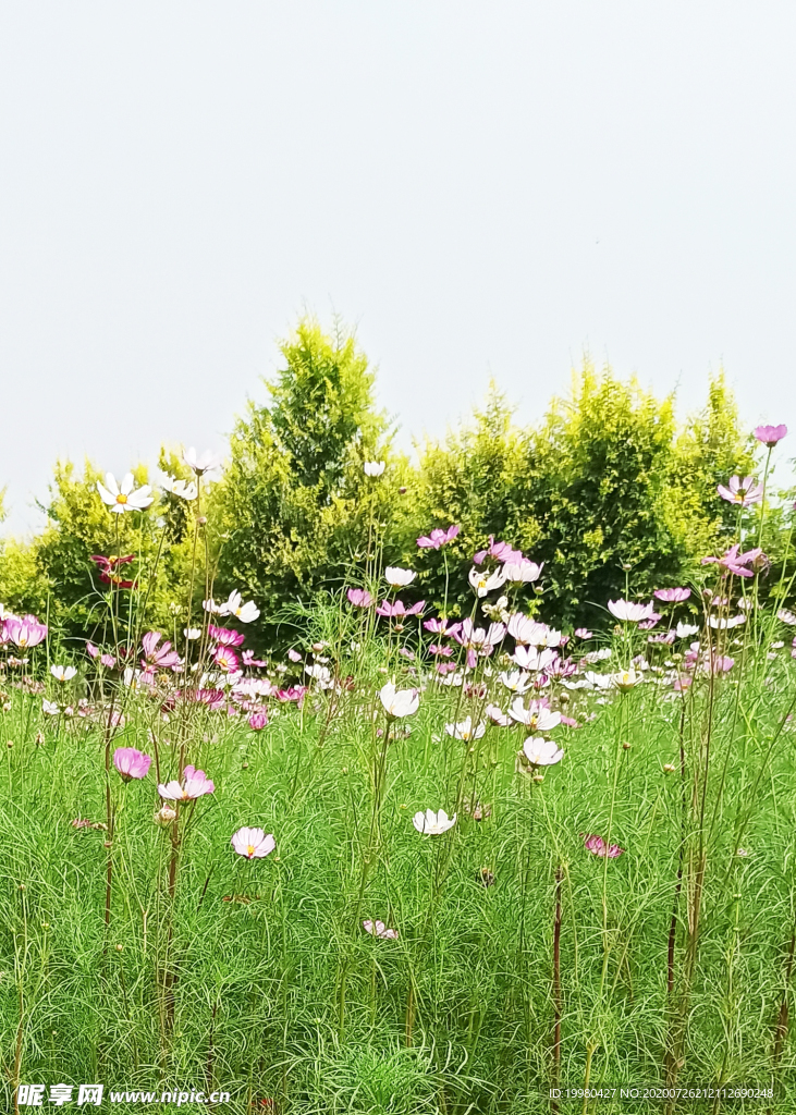 自然风景 野花