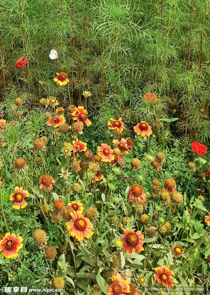 自然风光 野花 花草