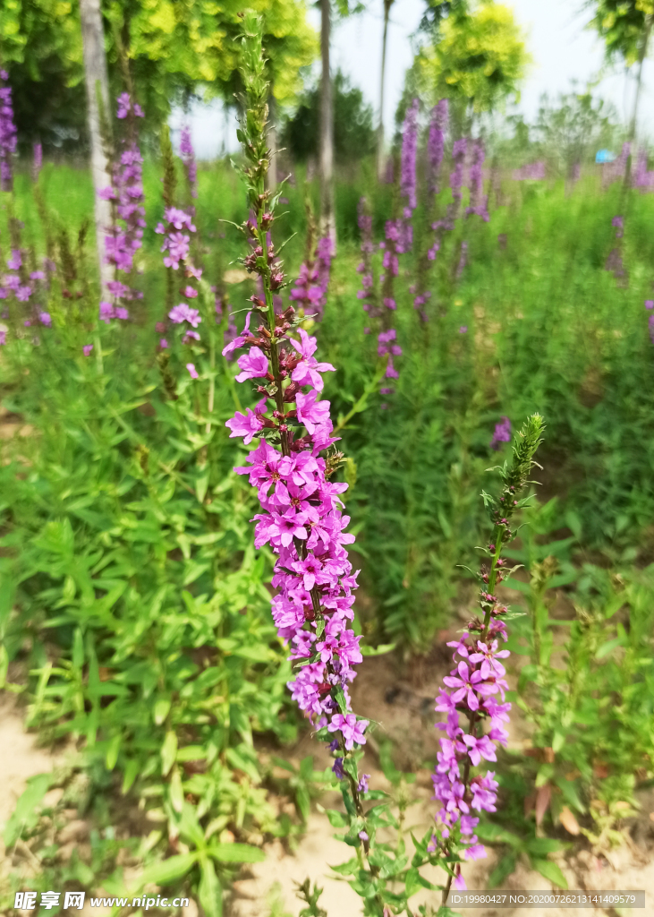 自然风景 野花 紫色花朵