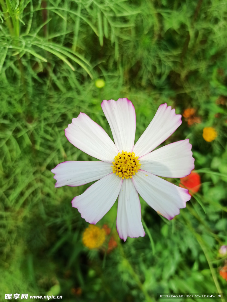 自然风景  白色花朵 野花