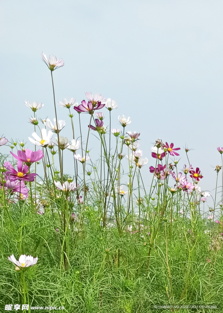 风景 花朵 野花 田园风光