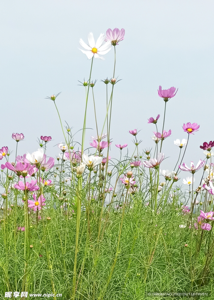 风景 花朵 野花 田园风光