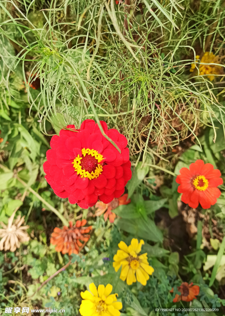 风景 花朵 野花 田园风光