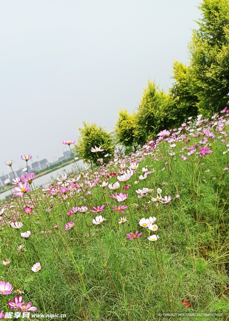 风景 花朵 野花 田园风光