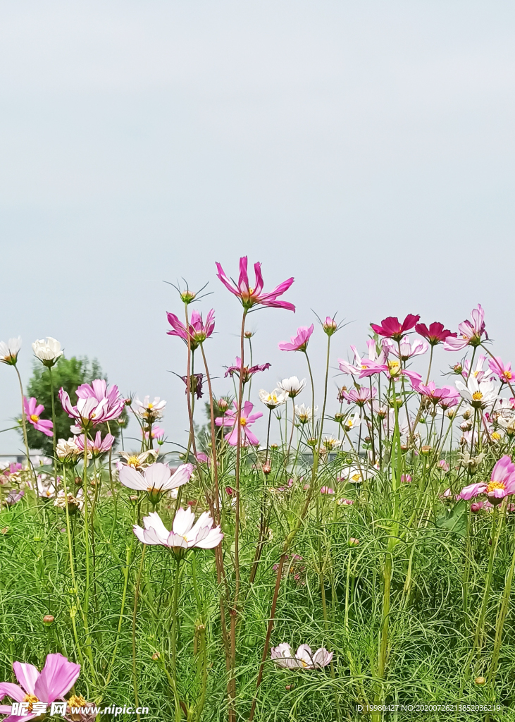 风景 花朵 野花 田园风光