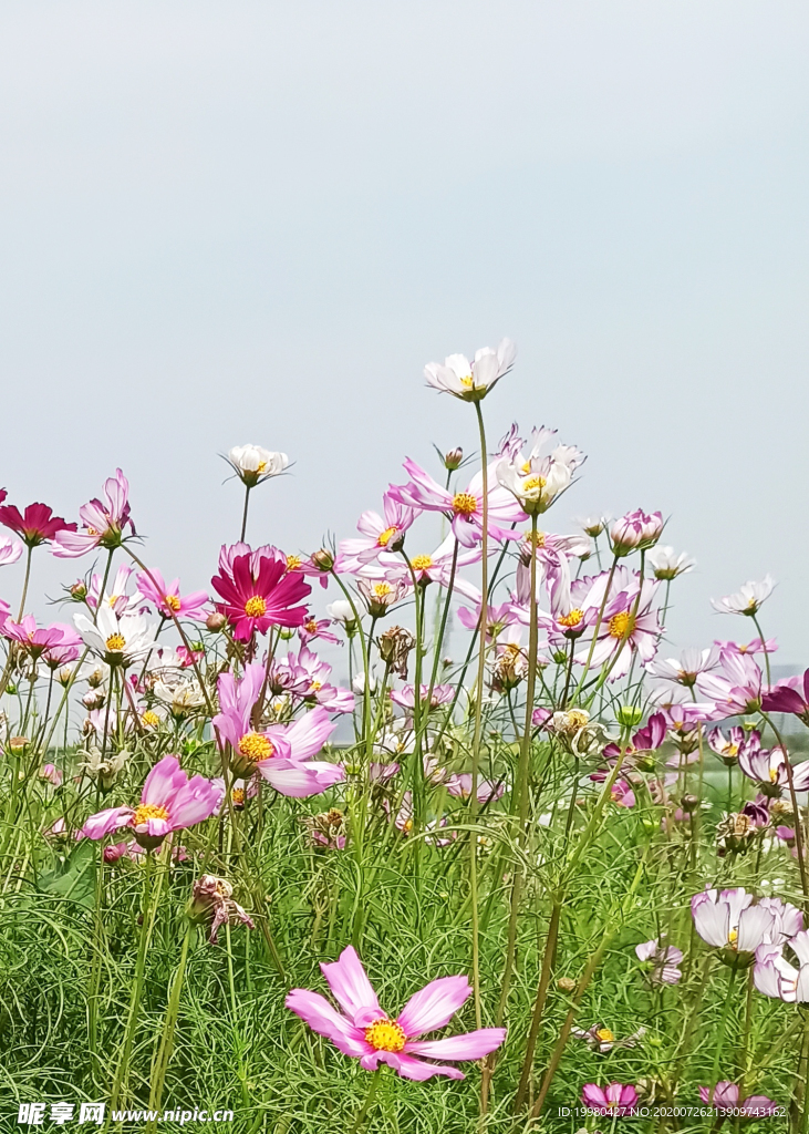 风景 花朵 野花 田园风光