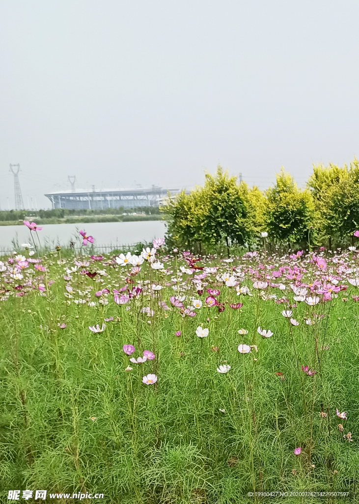 风景 花朵 野花 田园风光