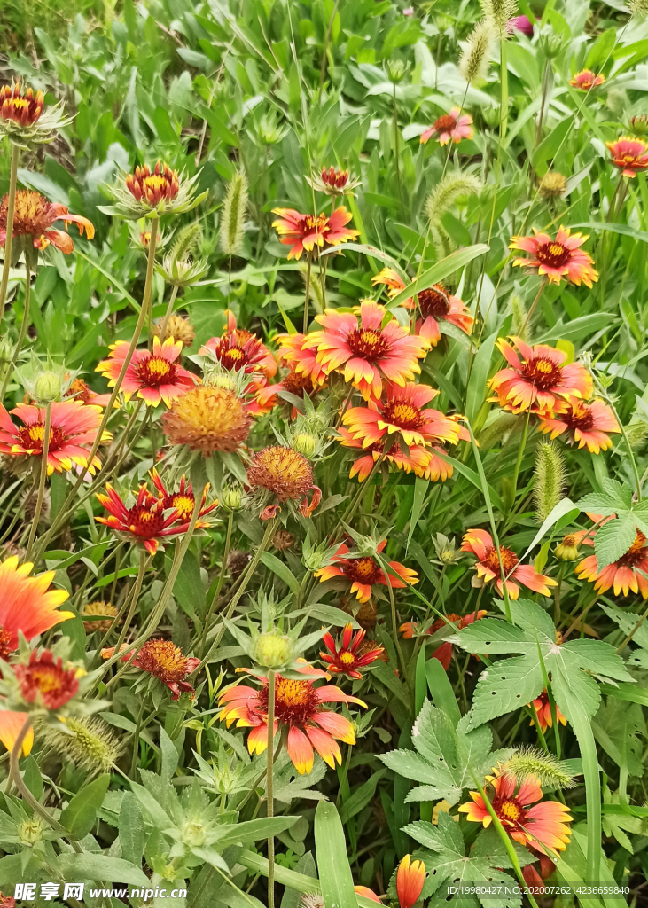 风景 花朵 野花 田园风光