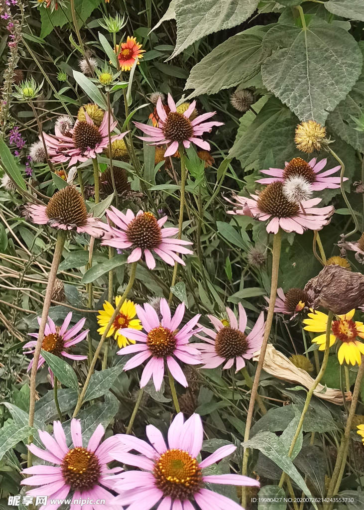 风景 花朵 野花 田园风光