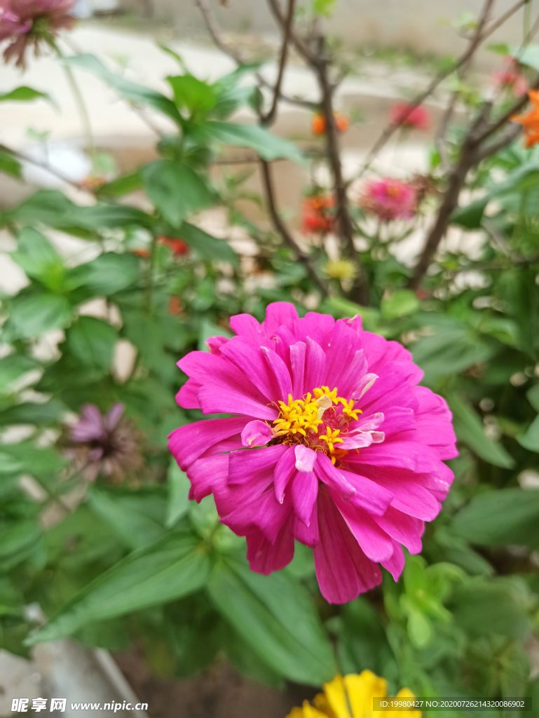 风景 花朵 野花 田园风光