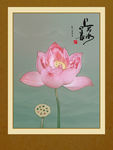 荷花