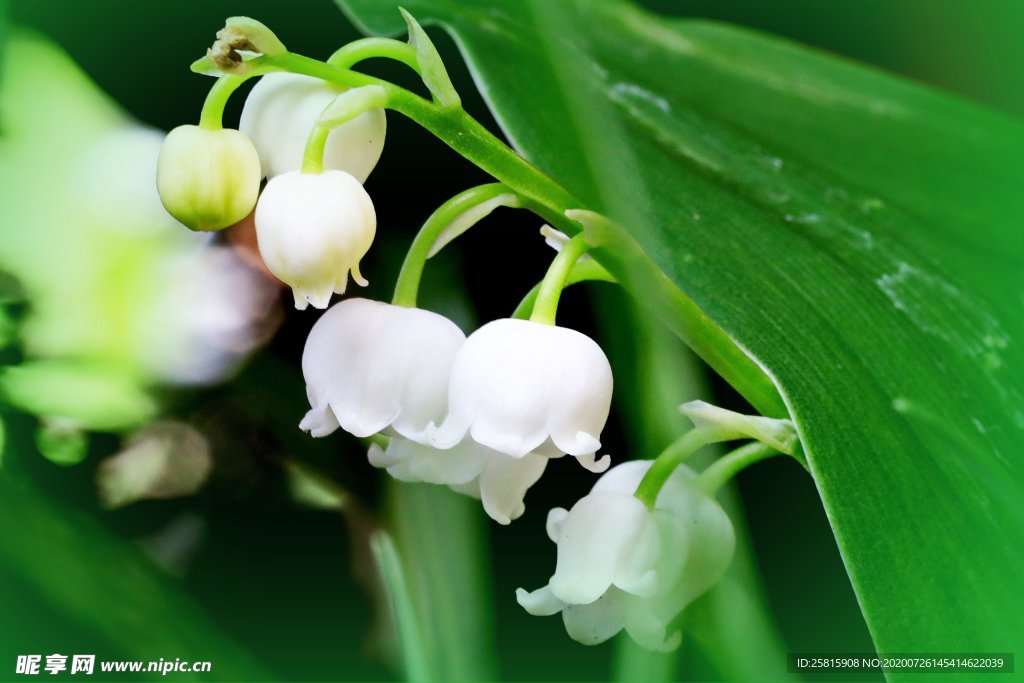 香水花