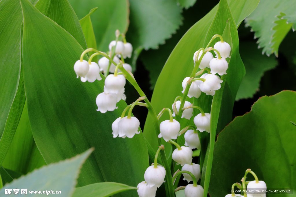 香水花