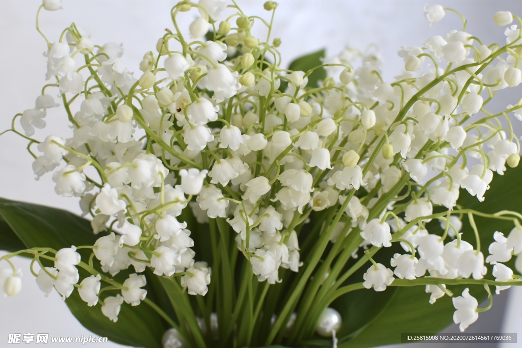 铃兰花