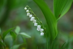 铃兰花