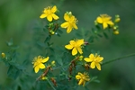 漂亮的花枝