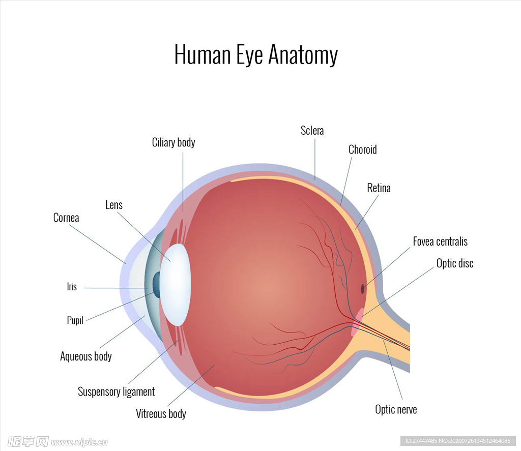 眼部解剖矢量