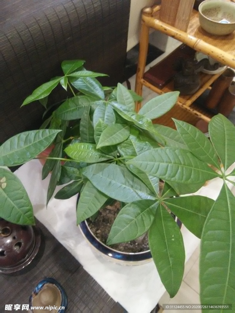 植物