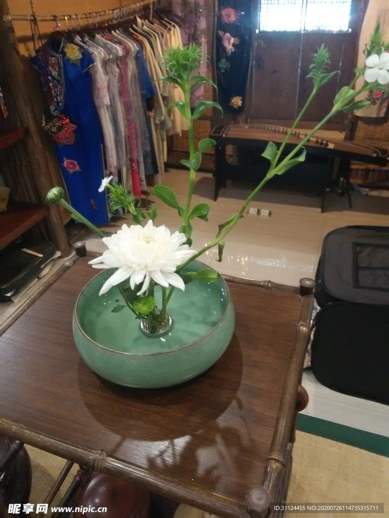 水培植物