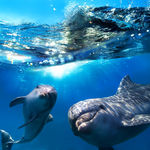 海豚
