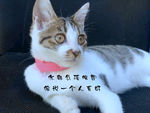 小花猫