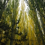 白杨树