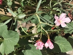 油桐花