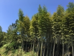 竹林