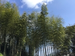 毛竹林