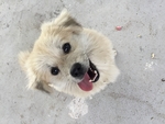 小狗