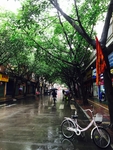 林荫道