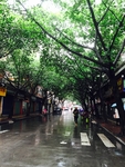 林荫路