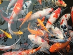 锦鲤