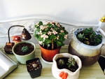 观赏植物